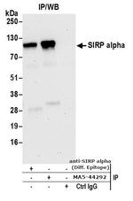 SIRP alpha Antibody in Immunoprecipitation (IP)