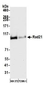 RAD21 Antibody in Western Blot (WB)