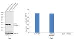 beta Actin Antibody