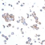 beta Actin Antibody in Immunocytochemistry (ICC/IF)