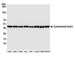 beta Actin Antibody in Western Blot (WB)