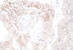 TNFRSF14 (HVEM) Antibody in Immunohistochemistry (Paraffin) (IHC (P))