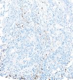 CD226 (DNAM-1) Antibody in Immunohistochemistry (Paraffin) (IHC (P))