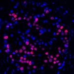 MAFA Antibody in Immunohistochemistry (Paraffin) (IHC (P))