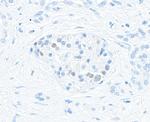 MAFA Antibody in Immunohistochemistry (Paraffin) (IHC (P))