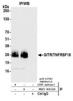 GITR (TNFRSF18) Antibody in Immunoprecipitation (IP)