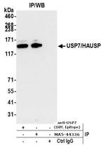 USP7 Antibody in Immunoprecipitation (IP)