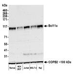 BCL11A Antibody in Western Blot (WB)