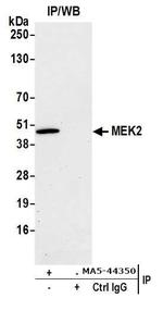 MEK2 Antibody in Immunoprecipitation (IP)