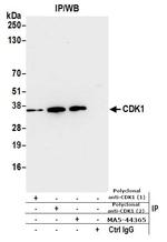 CDK1 Antibody in Immunoprecipitation (IP)