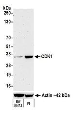 CDK1 Antibody in Western Blot (WB)