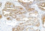 ZO-1 Antibody in Immunohistochemistry (Paraffin) (IHC (P))