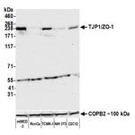 ZO-1 Antibody in Western Blot (WB)