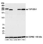 ZO-1 Antibody in Western Blot (WB)