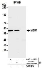 MEK1 Antibody in Immunoprecipitation (IP)