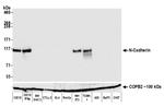 CD325 (N-Cadherin) Antibody in Western Blot (WB)