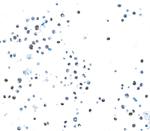 EOMES Antibody in Immunocytochemistry (ICC/IF)