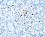 EOMES Antibody in Immunohistochemistry (Paraffin) (IHC (P))