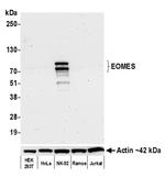 EOMES Antibody in Western Blot (WB)