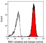 BRG1 Antibody in Flow Cytometry (Flow)