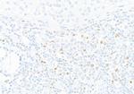 T-bet Antibody in Immunohistochemistry (Paraffin) (IHC (P))