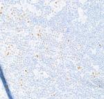 T-bet Antibody in Immunohistochemistry (Paraffin) (IHC (P))