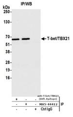 T-bet Antibody in Immunoprecipitation (IP)