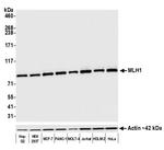 MLH1 Antibody in Western Blot (WB)