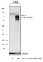 CD130 (GP130) Antibody