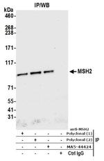 MSH2 Antibody in Immunoprecipitation (IP)