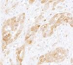 AHR Antibody in Immunohistochemistry (Paraffin) (IHC (P))