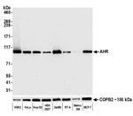 AHR Antibody in Western Blot (WB)