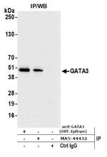 GATA3 Antibody in Immunoprecipitation (IP)