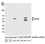 GATA3 Antibody in Western Blot (WB)