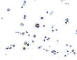 RUNX3 Antibody in Immunocytochemistry (ICC/IF)