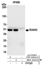 RUNX3 Antibody in Immunoprecipitation (IP)