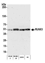 RUNX3 Antibody in Western Blot (WB)