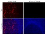 CD38 Antibody in Immunohistochemistry (Paraffin) (IHC (P))