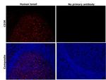 CD38 Antibody in Immunohistochemistry (Paraffin) (IHC (P))