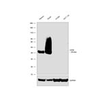 CD38 Antibody in Western Blot (WB)