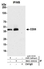 CD38 Antibody in Immunoprecipitation (IP)