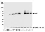 CD38 Antibody in Western Blot (WB)