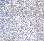 STAT5 alpha Antibody in Immunohistochemistry (Paraffin) (IHC (P))