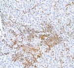 STAT5 alpha Antibody in Immunohistochemistry (Paraffin) (IHC (P))