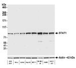 STAT1 Antibody in Western Blot (WB)