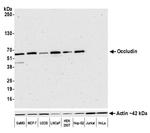 Occludin Antibody in Western Blot (WB)