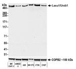 HUWE1 Antibody in Western Blot (WB)
