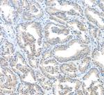 MIF Antibody in Immunohistochemistry (Paraffin) (IHC (P))