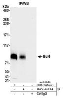 BCL6 Antibody in Immunoprecipitation (IP)