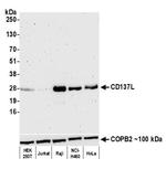 CD137 Ligand (4-1BB Ligand) Antibody in Western Blot (WB)